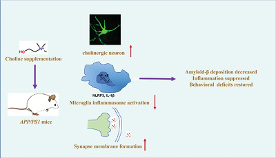 Choline Supplementation Ameliorates Behavioral Deficits and Alzheimer's Disease-Like Pathology in Transgenic APP/PS1 Mice
