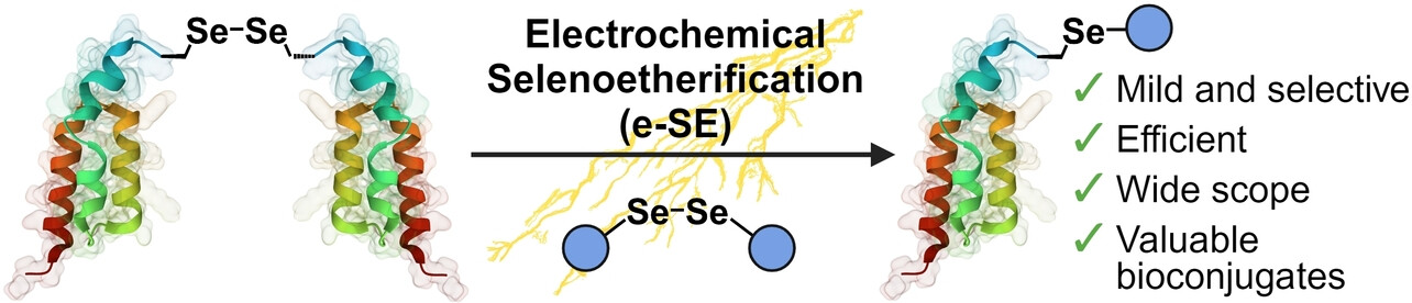 Electrochemical Modification of Polypeptides at Selenocysteine