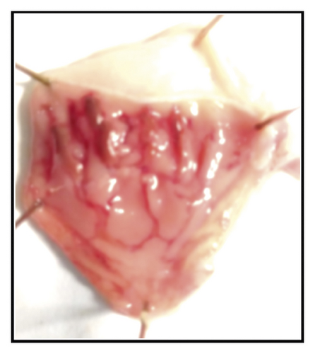 Details are in the caption following the image Details are in the caption following the image