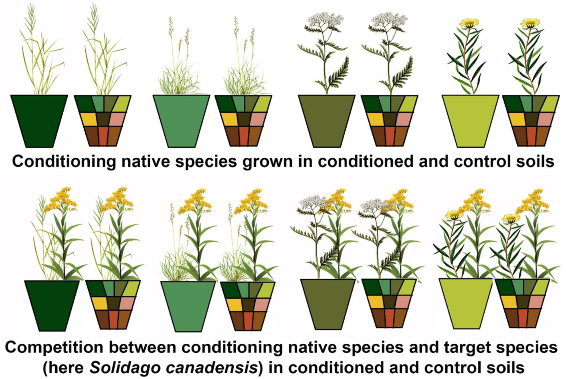 Plant–Soil Feedback Does Not Contribute to the Competitive Outcome Between Invasive and Resident Native Species in a Species-Rich Grassland
