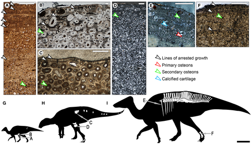 Details are in the caption following the image Details are in the caption following the image