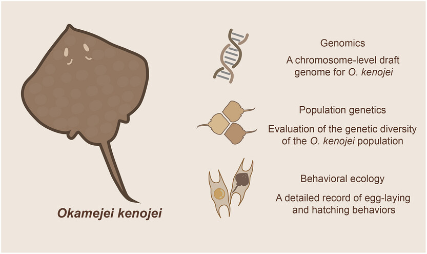 Genomic analysis and behavioral ecology records of the vulnerable Kong skate (Okamejei kenojei)