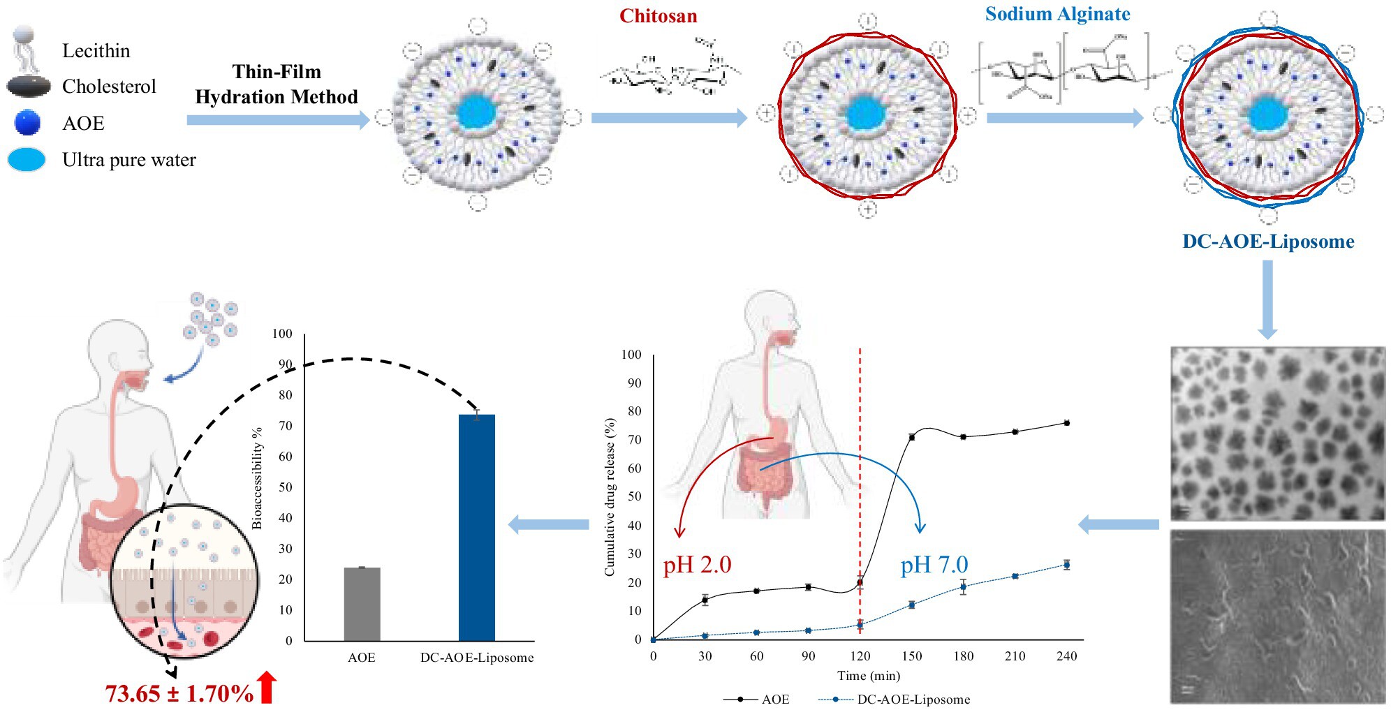 Enhancement of In Vitro Bioaccessibility of Alpinia officinarum Hance Extract With Dual-Coated Liposomes