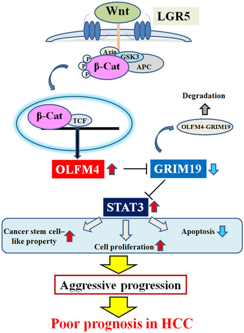 OLFM4 Enhances STAT3 Activation and Promotes Tumor Progression by Inhibiting GRIM19 Expression in Human Hepatocellular Carcinoma