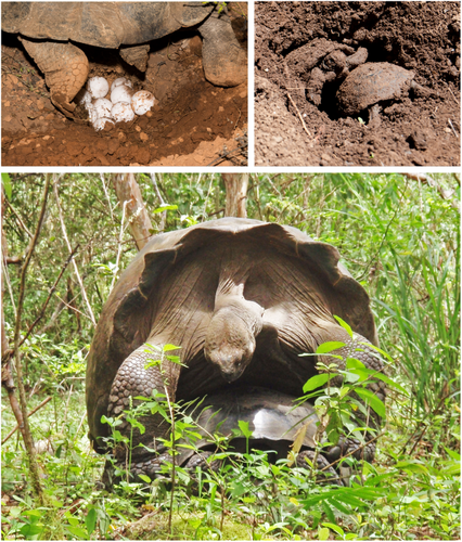 Details are in the caption following the image Details are in the caption following the image