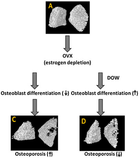 Supplementation of nanofiltrated deep ocean water ameliorate the progression of osteoporosis in ovariectomized rat via regulating osteoblast differentiation