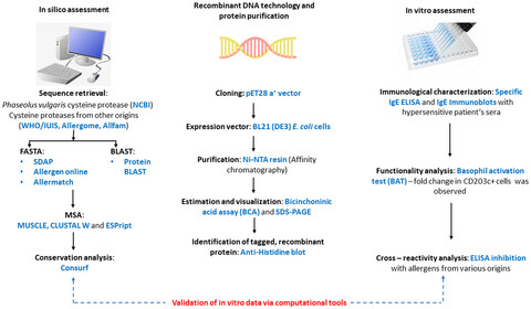 Molecular and immunological characterization of cysteine protease from Phaseolus vulgaris and evolutionary cross-reactivity