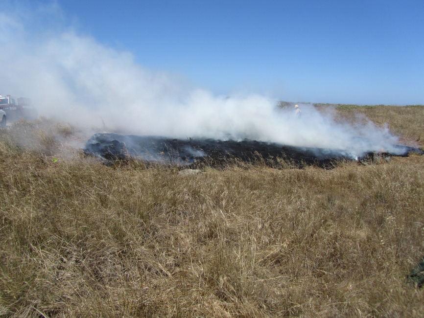 Attacking invasive grasses