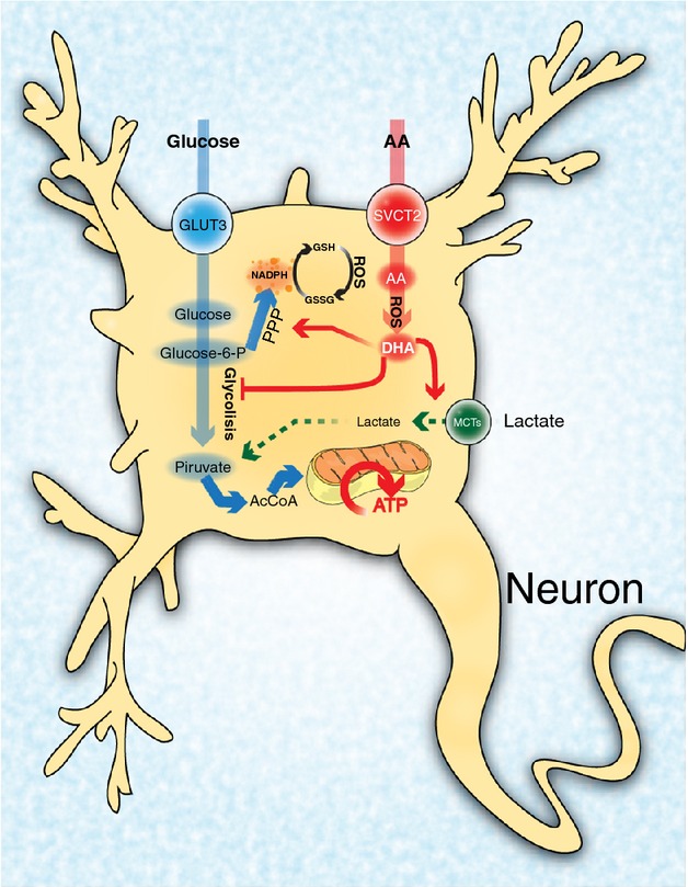 The oxidized form of vitamin C, dehydroascorbic acid, regulates neuronal energy metabolism