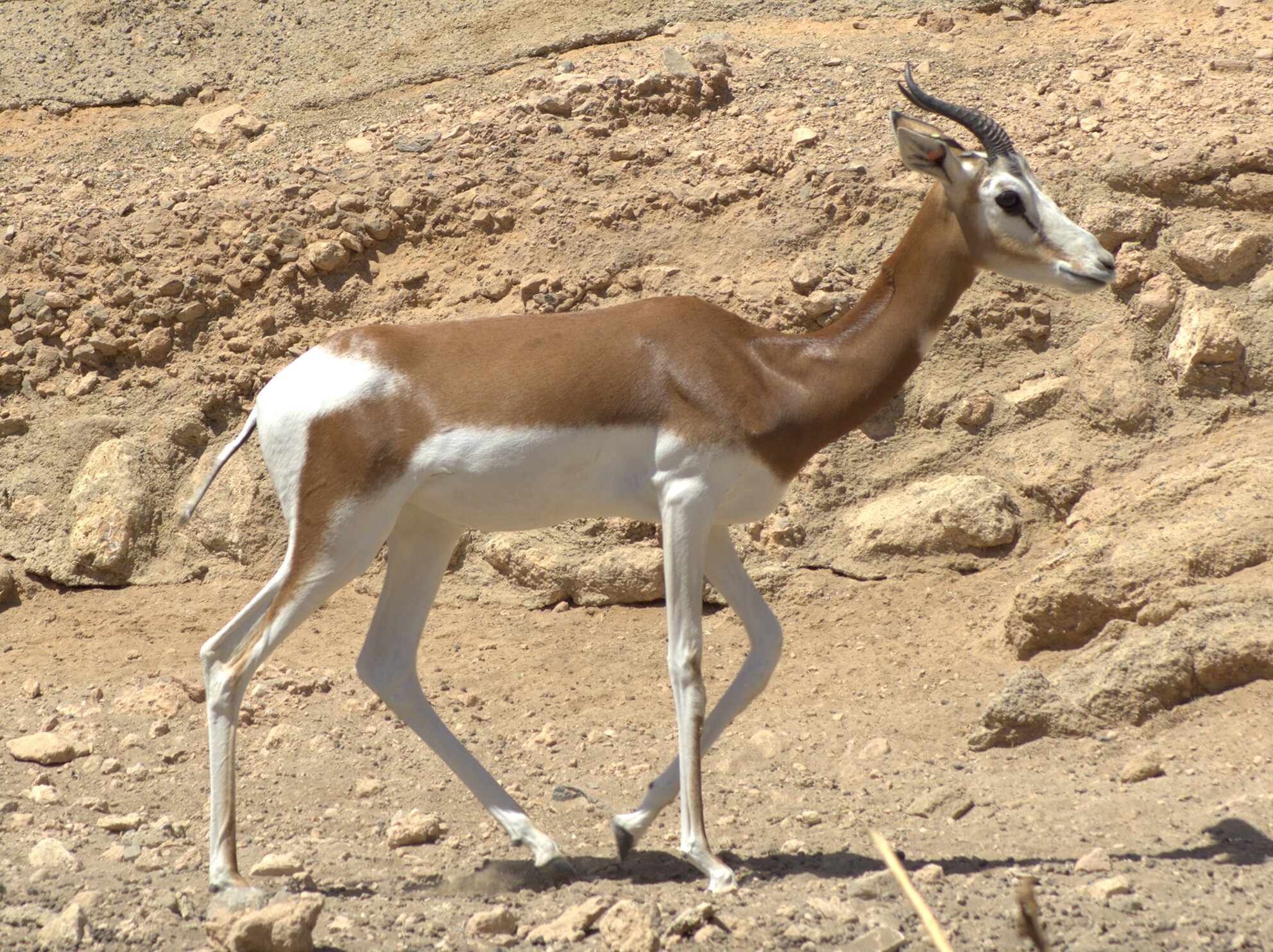 Pedigree analysis in the mhorr gazelle (Nanger dama mhorr): Genetic variability evolution of the captive population