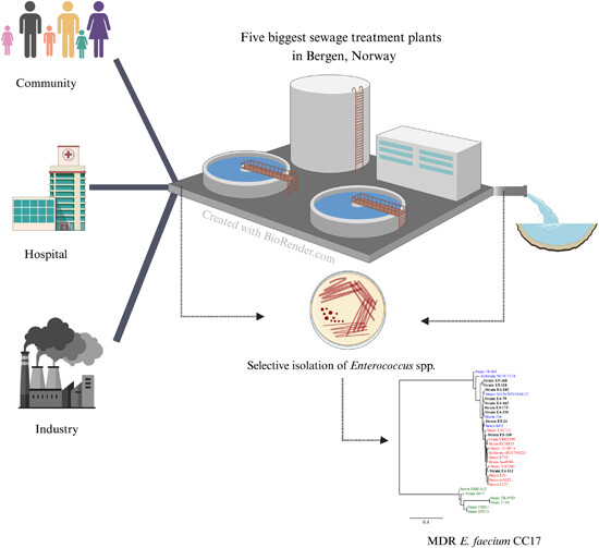 Multidrug-resistant Enterococcus faecium strains enter the Norwegian marine environment through treated sewage