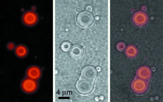 Micrometer-Sized Spherical Assemblies of Polypeptides and Small Molecules by Acid–Base Chemistry