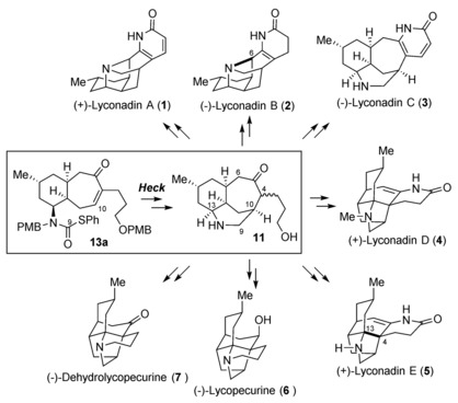 Enantioselective Total Syntheses of Lyconadins A–E through a Palladium-Catalyzed Heck-Type Reaction