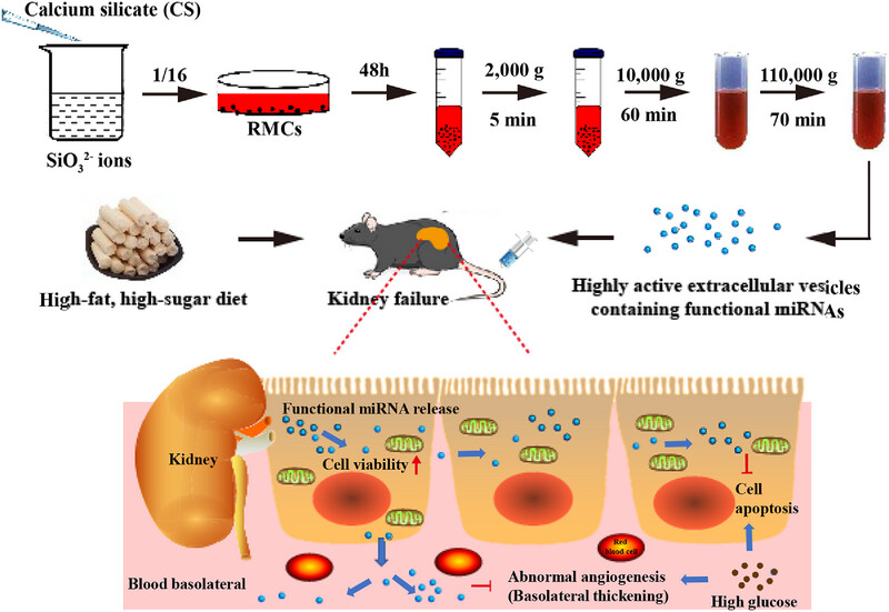 Extracellular vesicles derived from silicate-stimulated antler reserve mesenchymal cells alleviate kidney damage in diabetic nephropathy through inhibiting abnormal angiogenesis and apoptosis Issue ,
