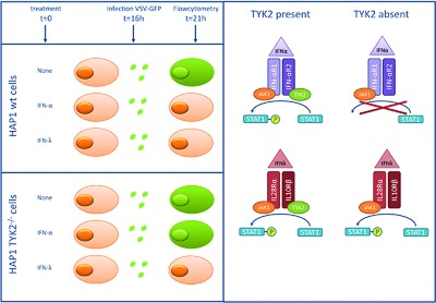 Tyrosine kinase 2 is not limiting human antiviral type III interferon responses