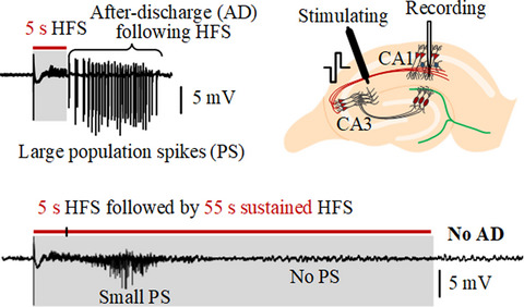 Suppressing synchronous firing of epileptiform activity by high-frequency stimulation of afferent fibers in rat hippocampus