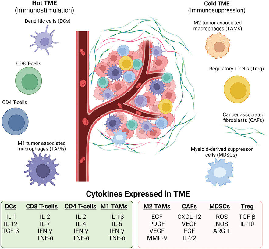 Role of the tumour microenvironment in bladder cancer pathogenesis and value of the reverse translational approach: a tale of two species