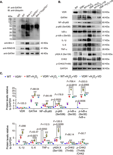 Details are in the caption following the image Details are in the caption following the image