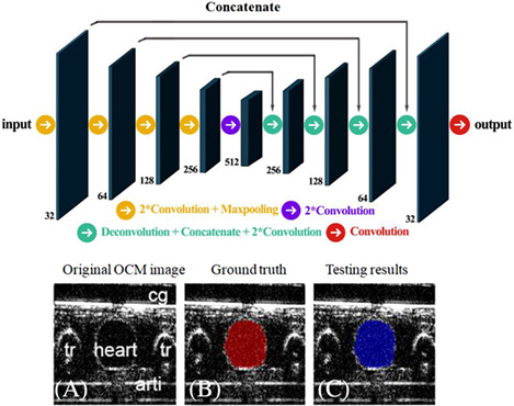 Segmentation of Drosophila heart in optical coherence microscopy images using convolutional neural networks