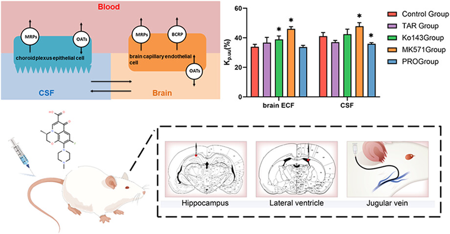 Multiple drug transporters contribute to the brain transfer of levofloxacin