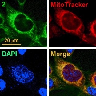 Identification of Malate Dehydrogenase 2 as a Target Protein of the HIF-1 Inhibitor LW6 using Chemical Probes