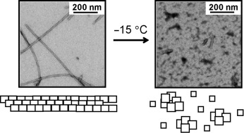 Dissociation of Amyloid Fibrils of α-Synuclein in Supercooled Water
