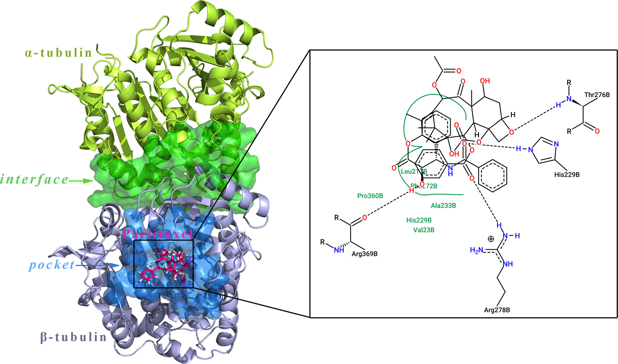 Integrated in silico-in vitro profiling of the systematic response of paclitaxel and its analogues to clinical tubulin variations in gynecologic cancers: Implications for the molecular mechanism of acquired tumor chemoresistance