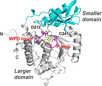 Current Progresses in Phytase Research: Three-Dimensional Structure and Protein Engineering