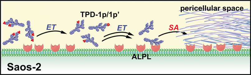 Regulating the Rate of Molecular Self-Assembly for Targeting Cancer Cells