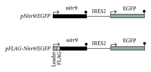 Details are in the caption following the image Details are in the caption following the image