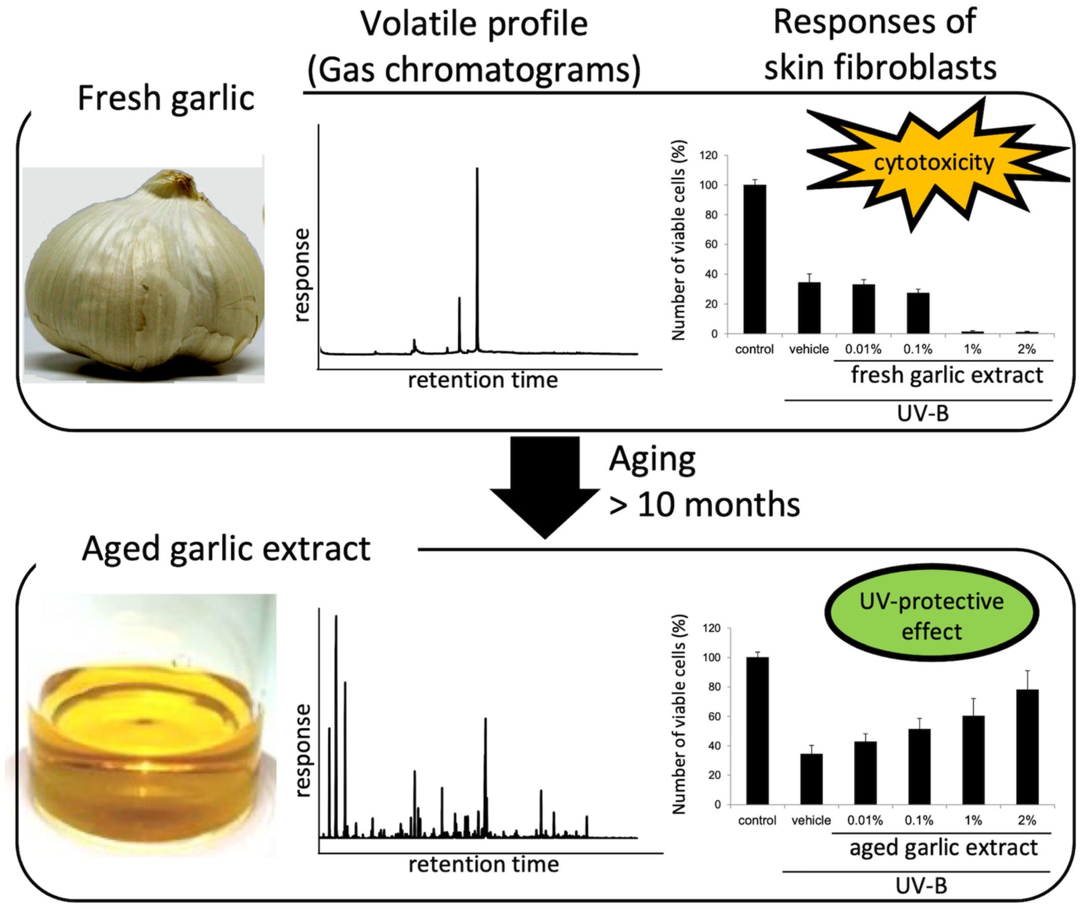 Protective effects of volatile components of aged garlic extract against ultraviolet B-induced apoptosis in human skin fibroblasts