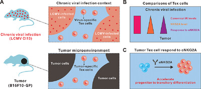 Differential expression of inhibitory receptor NKG2A distinguishes disease-specific exhausted CD8+ T cells