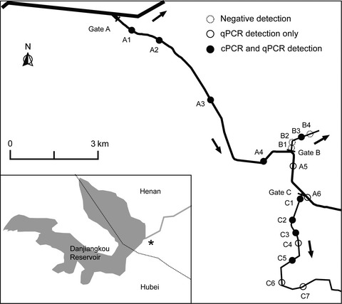 Conventional versus real-time quantitative PCR for rare species detection