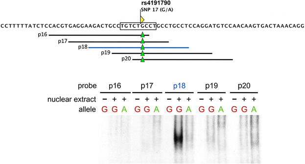 A SNP uncoupling Mina expression from the TGFβ signaling pathway
