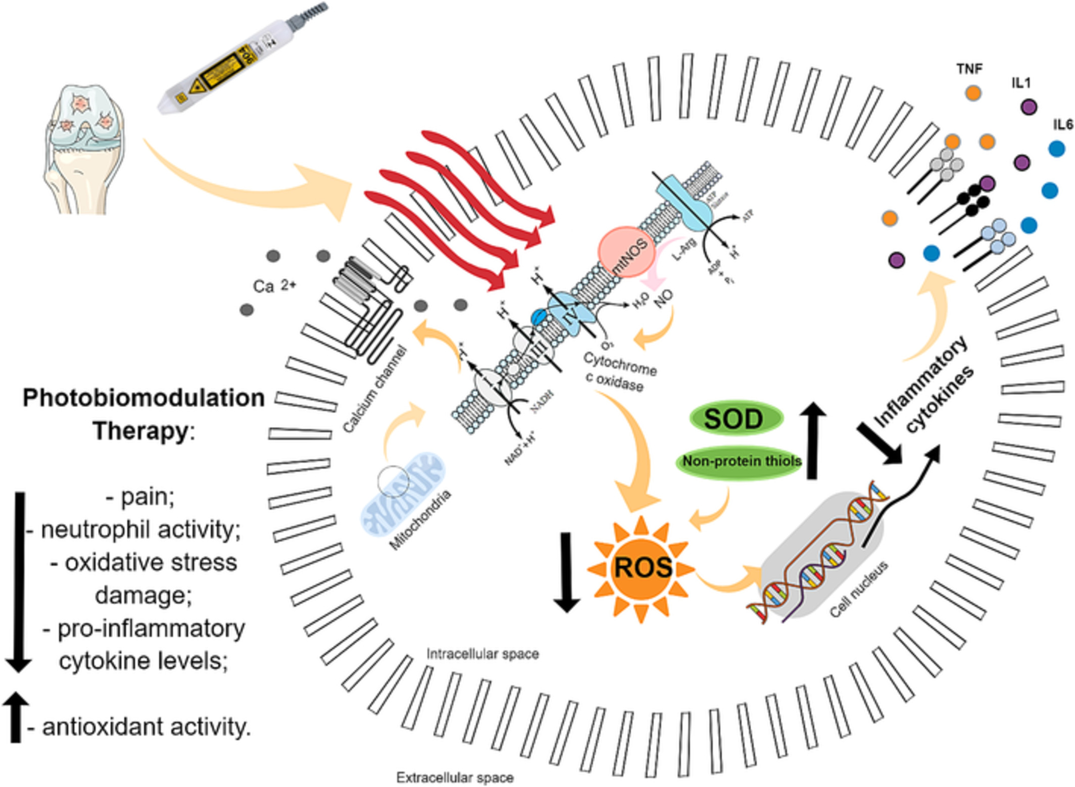 Photobiomodulation therapy in knee osteoarthritis reduces oxidative stress and inflammatory cytokines in rats