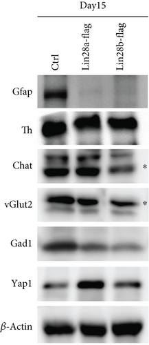 Details are in the caption following the image