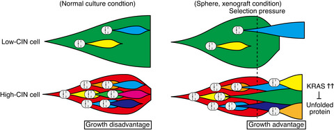 High levels of chromosomal instability facilitate the tumor growth and sphere formation