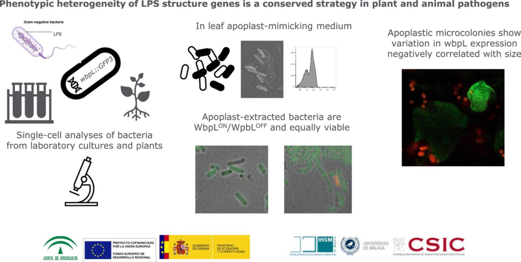 Pseudomonas syringae Lipopolysaccharide Synthesis Gene wbpL Displays Heterogeneous Expression Within In Vitro and In Planta Populations