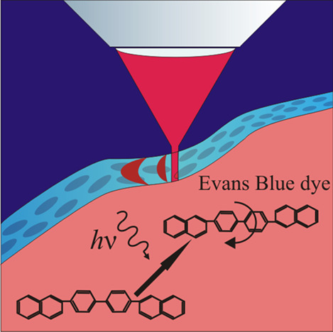 Intravital molecular tagging velocimetry of cerebral blood flow using Evans Blue