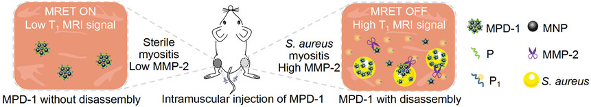 Enzyme-Triggered Transforming of Assembly Peptide-Modified Magnetic Resonance-Tuned Probe for Highly Sensitive Imaging of Bacterial Infection In Vivo