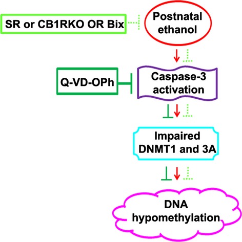 CB1-receptor knockout neonatal mice are protected against ethanol-induced impairments of DNMT1, DNMT3A, and DNA methylation
