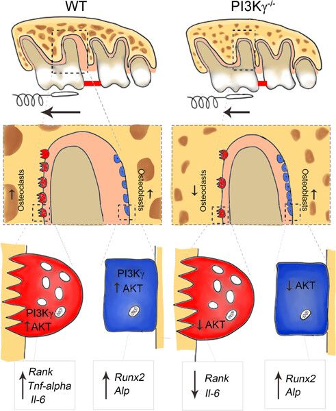 Targeting phosphatidylinositol-3-kinase for inhibiting maxillary bone resorption