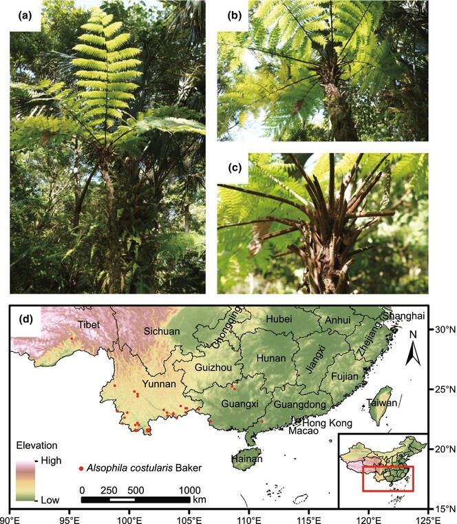 Distribution model and prediction of the tree fern Alsophila costularis Baker (Cyatheaceae) in China