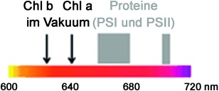 Unraveling the Intrinsic Color of Chlorophyll