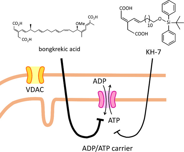 Bongkrekic Acid Analogue, Lacking One of the Carboxylic Groups of its Parent Compound, Shows Moderate but pH-insensitive Inhibitory Effects on the Mitochondrial ADP/ATP Carrier