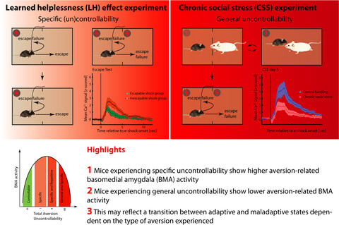 Basomedial amygdala activity in mice reflects specific and general aversion uncontrollability