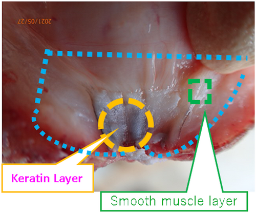 Details are in the caption following the image Details are in the caption following the image