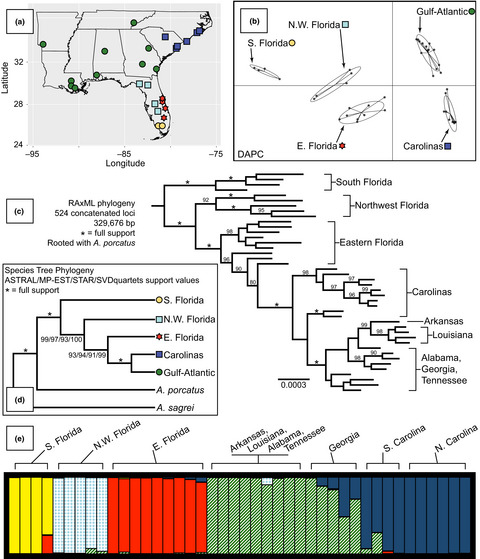 Diversification in wild populations of the model organism Anolis carolinensis: A genome-wide phylogeographic investigation