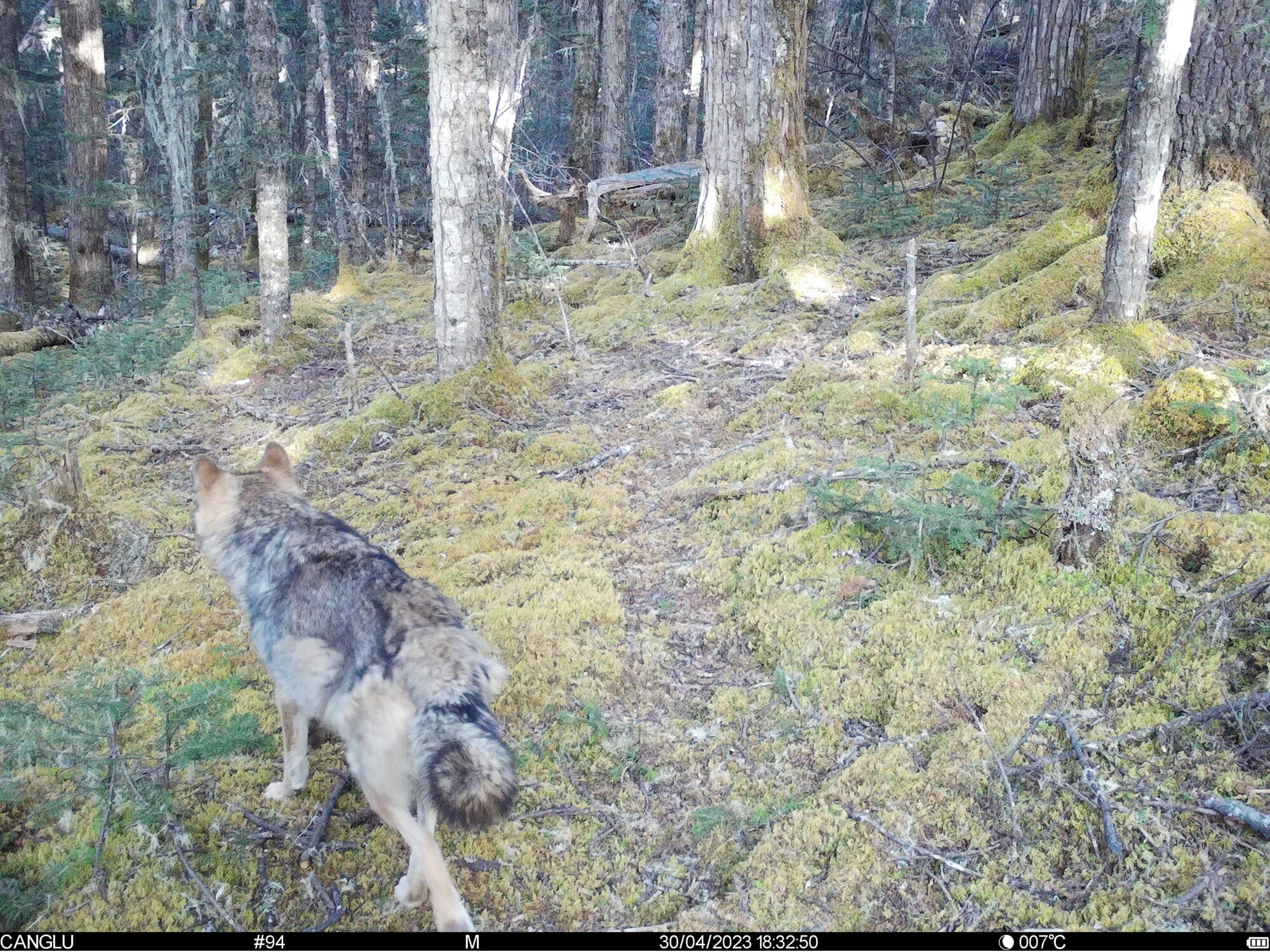 Continuous Detection of Wolf Canis lupus in Shangri-la National Park for Three Consecutive Years, Yunnan, China 香格里拉国家公园连续三年发现狼(Canis lupus)的活动 Issue 2, 2025