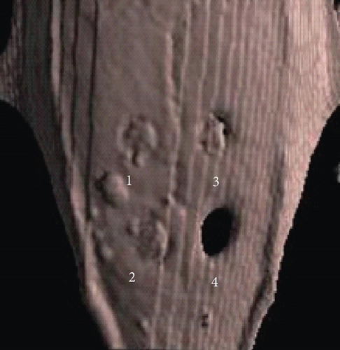 Details are in the caption following the image Details are in the caption following the image